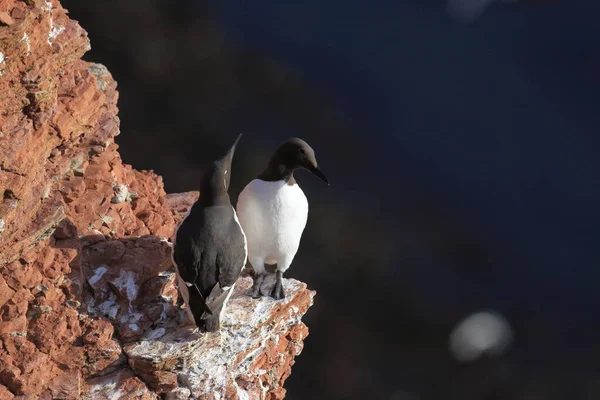 Common Murre Common Guillemot Uria Aalge Helgoland Sziget Németország — Stock Fotó