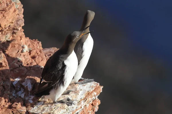 Common Murre Common Guillemot Uria Aalge Eiland Helgoland Duitsland — Stockfoto