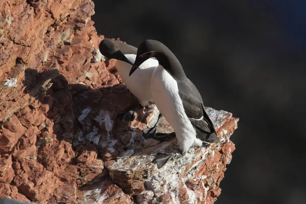 Common Murre Common Guillemot Uria Aalge Eiland Helgoland Duitsland — Stockfoto