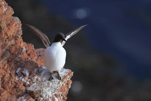 Common Murre Common Guillemot Uria Aalge Eiland Helgoland Duitsland — Stockfoto