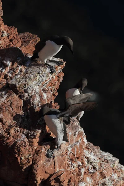 Gemeiner Murr Oder Gemeine Trottellumme Uria Aalge Insel Helgoland Deutschland — Stockfoto