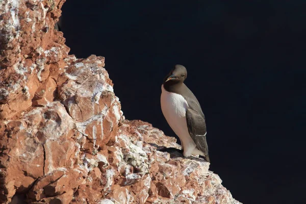 Murro Comum Guillemot Comum Uria Aalge Ilha Heligoland Alemanha — Fotografia de Stock