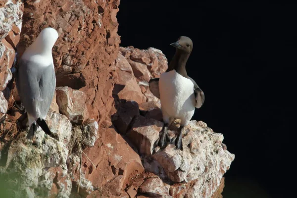 德国Heligoland岛 Uria Aalge 共同的壁画或共同的海鸥群 — 图库照片