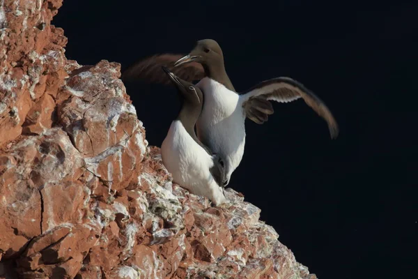 Common Murre Common Guillemot Uria Aalge Eiland Helgoland Duitsland — Stockfoto