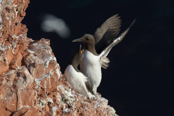 Murre Común Guillemot Común Uria Aalge Island Heligoland Alemania — Foto de Stock