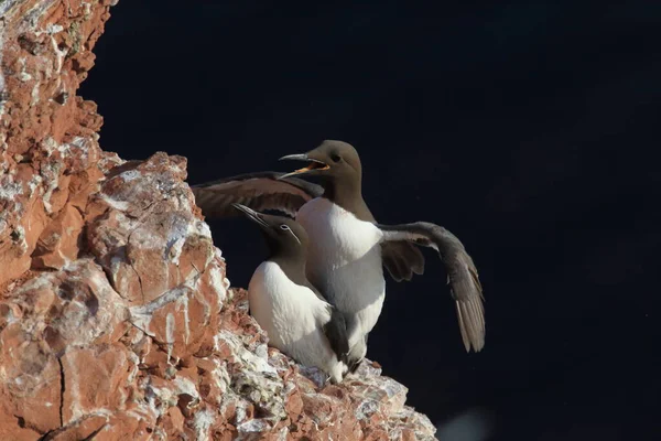 Murro Comum Guillemot Comum Uria Aalge Ilha Heligoland Alemanha — Fotografia de Stock