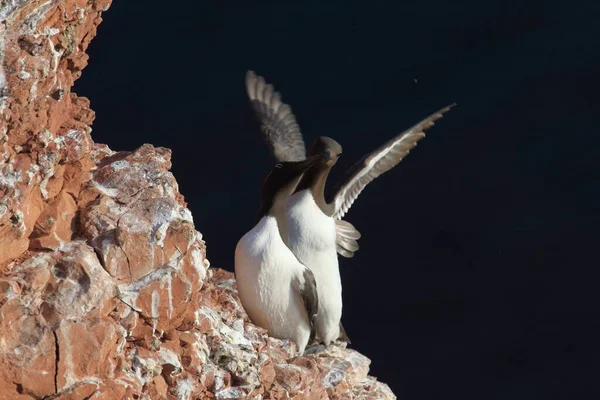 Murro Comum Guillemot Comum Uria Aalge Ilha Heligoland Alemanha — Fotografia de Stock