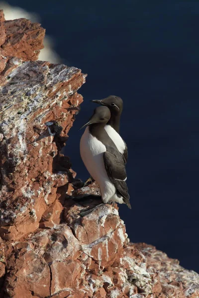 Murro Comum Guillemot Comum Uria Aalge Ilha Heligoland Alemanha — Fotografia de Stock