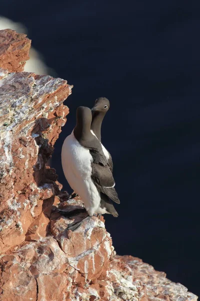 Common Murre Common Guillemot Uria Aalge Eiland Helgoland Duitsland — Stockfoto