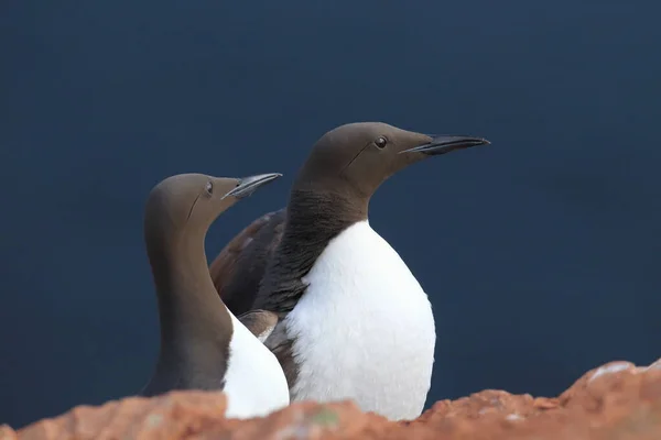 Murre Común Guillemot Común Uria Aalge Island Heligoland Alemania — Foto de Stock