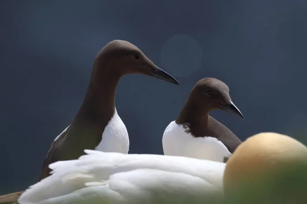 Murro Comum Guillemot Comum Uria Aalge Ilha Heligoland Alemanha — Fotografia de Stock