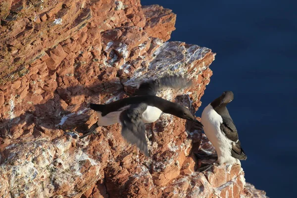 Murre Común Guillemot Común Uria Aalge Island Heligoland Alemania — Foto de Stock