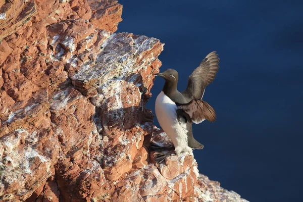 Murre Común Guillemot Común Uria Aalge Island Heligoland Alemania — Foto de Stock