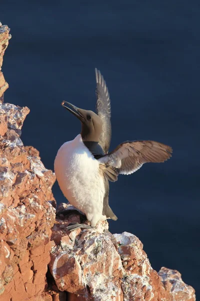 Common Murre Common Guillemot Uria Aalge Eiland Helgoland Duitsland — Stockfoto