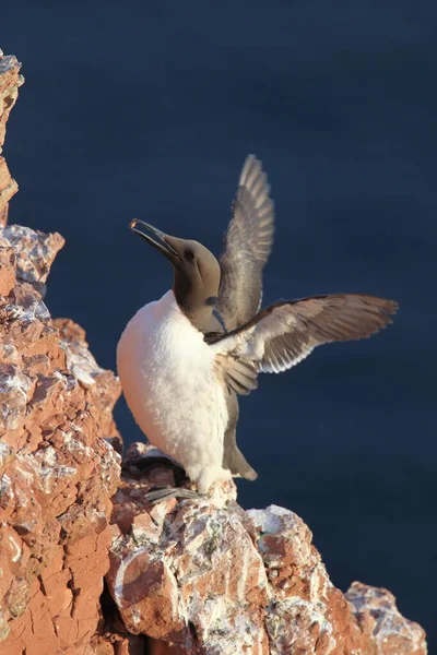 Common Murre Common Guillemot Uria Aalge Eiland Helgoland Duitsland — Stockfoto