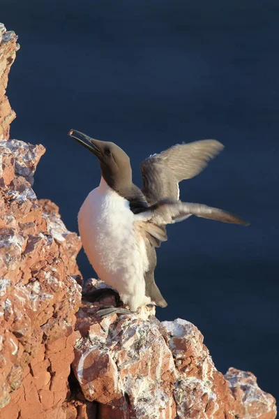 Common Murre Common Guillemot Uria Aalge Eiland Helgoland Duitsland — Stockfoto