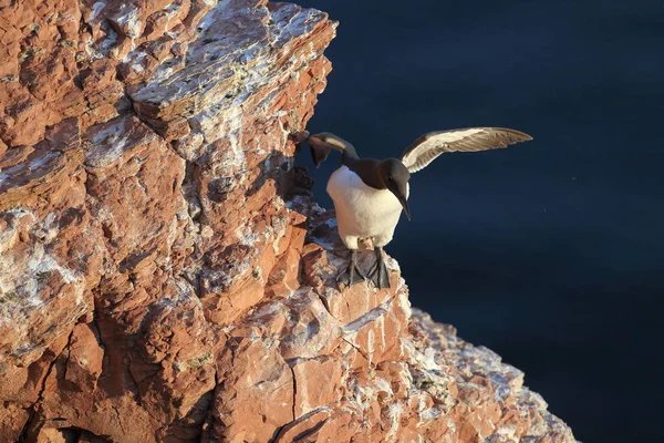 Murre Común Guillemot Común Uria Aalge Island Heligoland Alemania — Foto de Stock