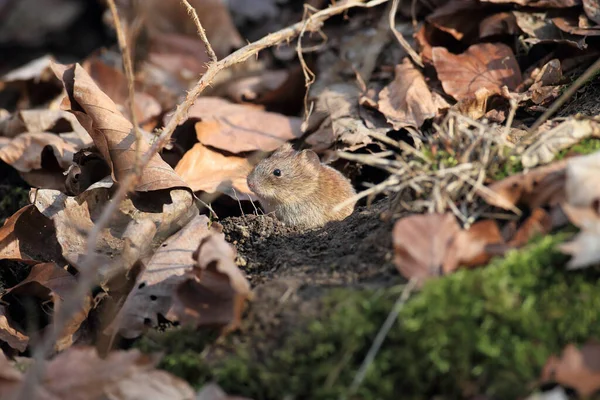 Vole Bank Myodes Glareolus Voorheen Clethrionomys Glareolus — Stockfoto