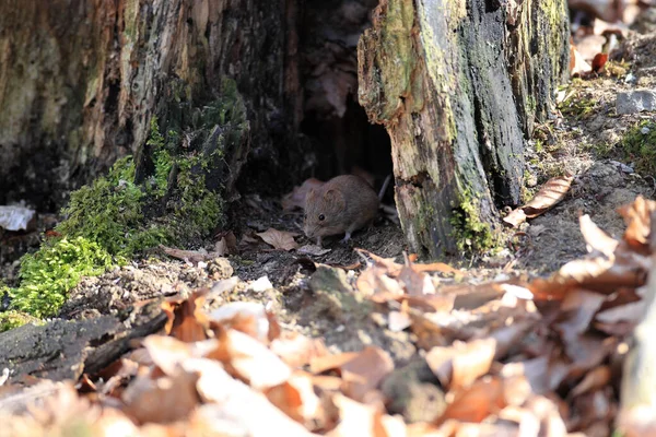 Sork Myodes Glareolus Tidigare Clethrionomys Glareolus — Stockfoto