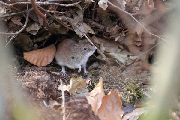 Vole Bank Myodes Glareolus Voorheen Clethrionomys Glareolus — Stockfoto