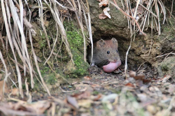 Vole Bank Myodes Glareolus Voorheen Clethrionomys Glareolus Draagt Zijn Jongen — Stockfoto