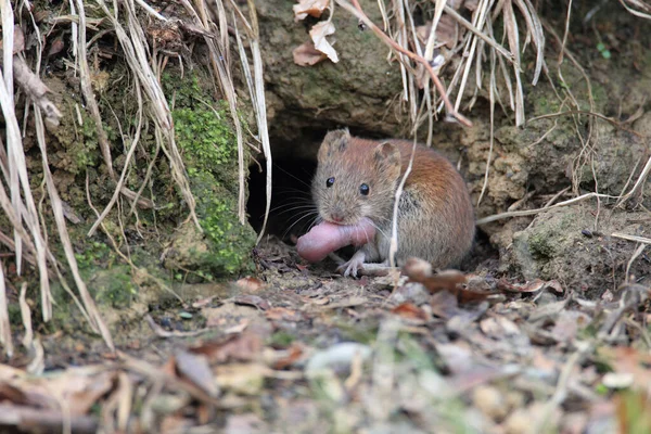 Vole Bank Myodes Glareolus Voorheen Clethrionomys Glareolus Draagt Zijn Jongen — Stockfoto