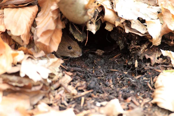 Vole Bank Myodes Glareolus Voorheen Clethrionomys Glareolus — Stockfoto