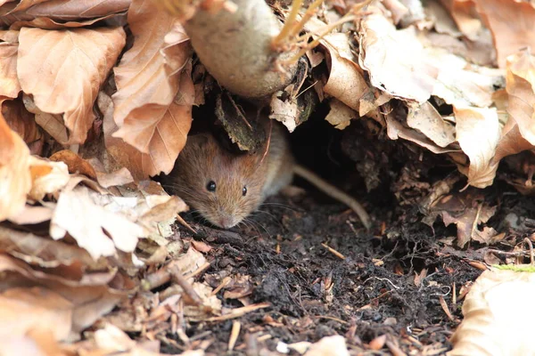 Vole Bank Myodes Glareolus Voorheen Clethrionomys Glareolus — Stockfoto