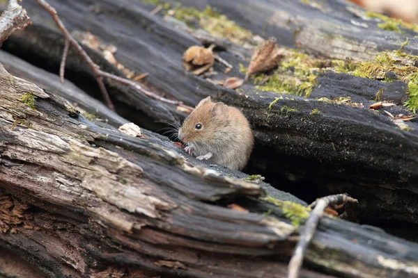 Nornica Bankowa Myodes Glareolus Dawniej Clethrionomys Glareolus — Zdjęcie stockowe