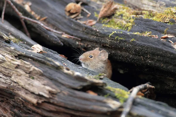 Vole Bank Myodes Glareolus Voorheen Clethrionomys Glareolus — Stockfoto