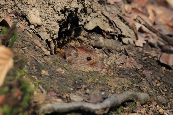 Vole Bank Myodes Glareolus Voorheen Clethrionomys Glareolus — Stockfoto