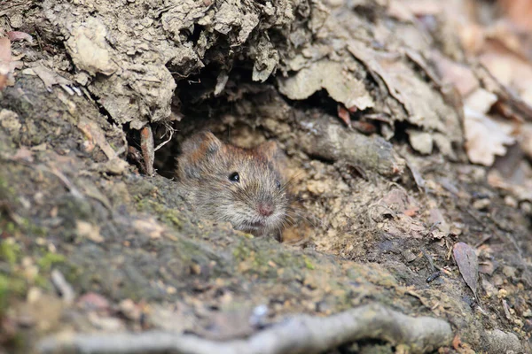 Banka Tarla Faresi Myodes Glareolus Eski Adıyla Clethrionomy Glareolus — Stok fotoğraf