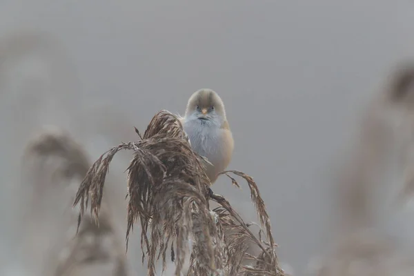 Bearded Reedling Bearded Tit Panurus Biarmicus Baden Wuerttemberg — Stock Photo, Image