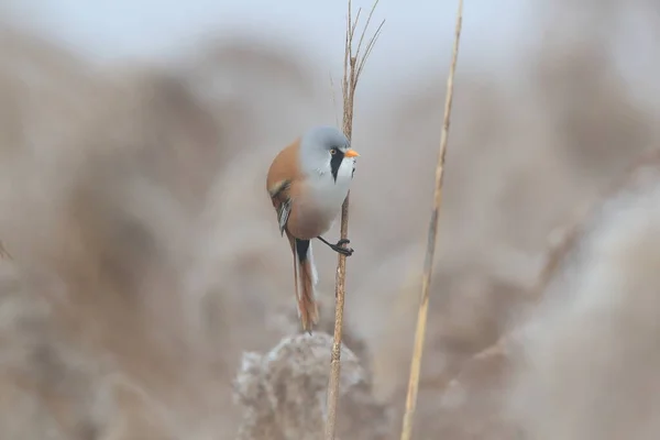 Ρητίνη Γενειάδα Γενειοφόρο Χιτώνα Panurus Biarmicus Baden Wuertemberg — Φωτογραφία Αρχείου