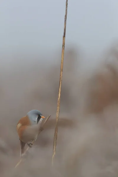 Bearded Reedling Bearded Tit Panurus Biarmicus Baden Wuerttemberg — стокове фото