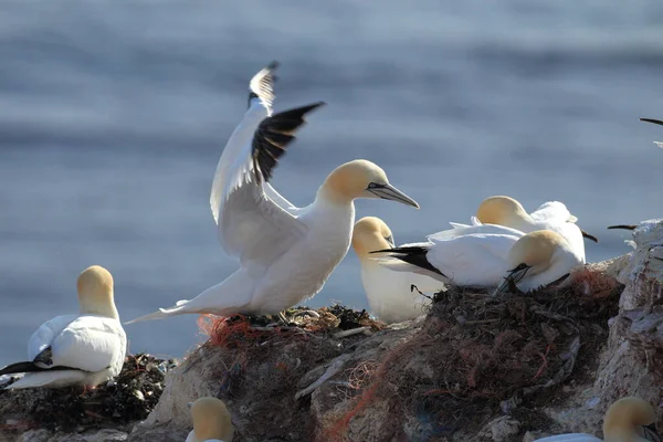 Gannet Del Norte Morus Bassanus Helgoland Alemania — Foto de Stock