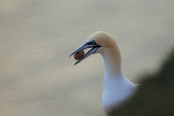 Northern Gannet Morus Bassanus Heligoland Alemanha — Fotografia de Stock