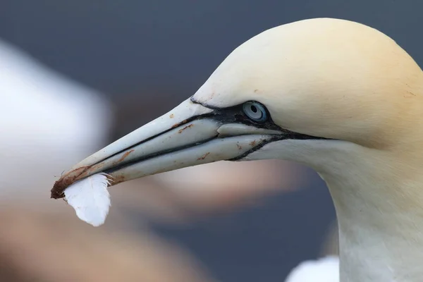 Basstölpel Morus Bassanus Helgoland Deutschland — Stockfoto