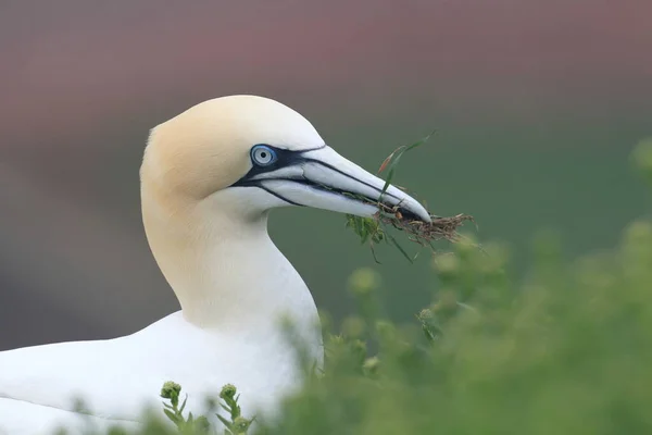 Basstölpel Morus Bassanus Helgoland Deutschland — Stockfoto