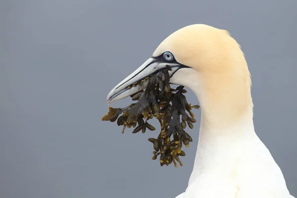 Gannet Del Norte Morus Bassanus Helgoland Alemania —  Fotos de Stock