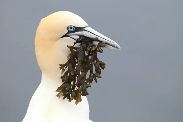 Gannet Del Norte Morus Bassanus Helgoland Alemania —  Fotos de Stock