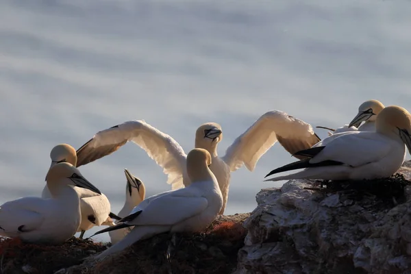 Northern Gannet Morus Bassanus Heligoland Németország — Stock Fotó