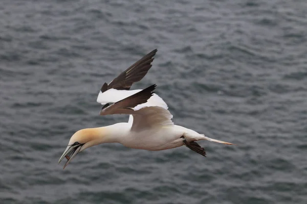 Northern Gannet Morus Bassanus Heligoland Germany — 스톡 사진