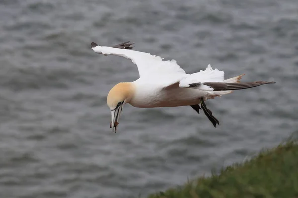 Gannet Del Norte Morus Bassanus Helgoland Alemania —  Fotos de Stock