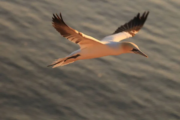 Northern Gannet Morus Bassanus Heligoland Alemanha — Fotografia de Stock