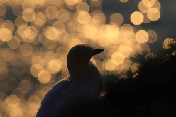 Severní Gannet Morus Bassanus Helgoland Německo — Stock fotografie