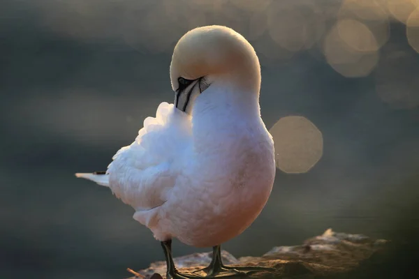 Kuzey Gannet Morus Bassanus Heligoland Almanya — Stok fotoğraf