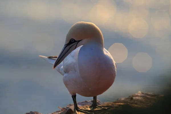 Northern Gannet Morus Bassanus Heligoland Alemanha — Fotografia de Stock