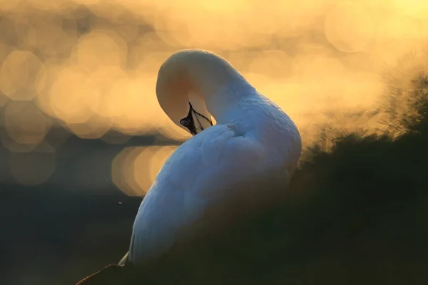 Northern Gannet Morus Bassanus Heligoland Germany — Stock Photo, Image