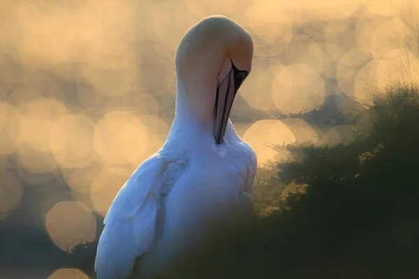 Northern Gannet Morus Bassanus Heligoland Germany — Stock Photo, Image